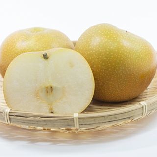果樹苗 【 梨 あきづき 1年生苗木 】 品種 あきづき 品種登録番号