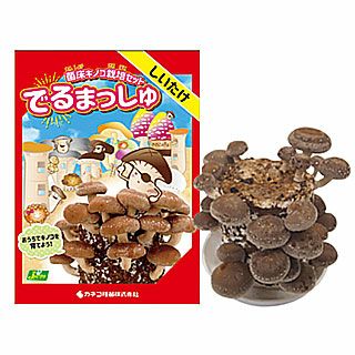 菌床きのこ栽培セット　でるまっしゅ　しいたけ