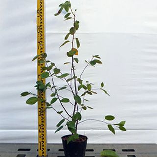 苗木 ジューンベリー 15cmポット | 農業屋.com