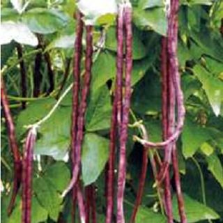 ささげ | 農業屋.com