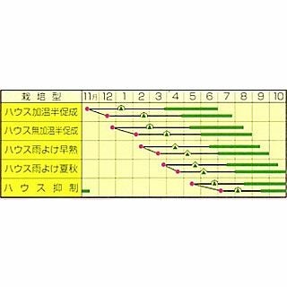ミニトマト 種 【ＣＦプチぷよ ２】 小袋
