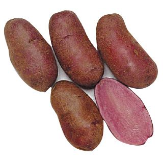 じゃがいも 種芋 【予約】 【 ノーザンルビー 500g 入り】[馬鈴薯