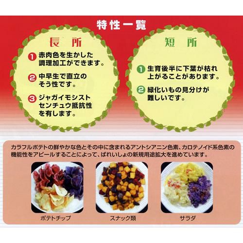 種芋　春巻き　種じゃがいも　ノーザンルビー❹ 種芋】ピンクじゃがいも「ノーザンルビー」種芋3個！しっとり食感で