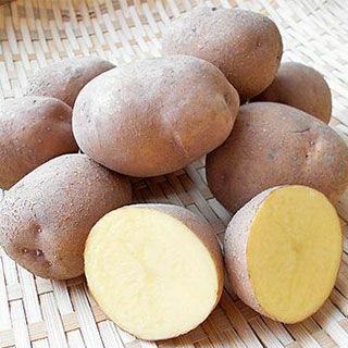 じゃがいも 種芋 【予約】【通販限定商品】 【 サッシー 500g 入り