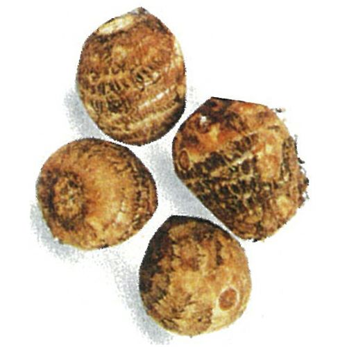 里芋 | 農業屋.com
