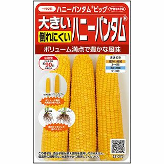 トウモロコシ 種 【 ハニーバンタムビック 】 実咲小袋 ( トウモロコシ