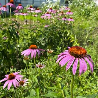 エキナセア 種 【 有機エキナセア　プルプレア/ピンク 】 小袋 ( エキナセアの種 )