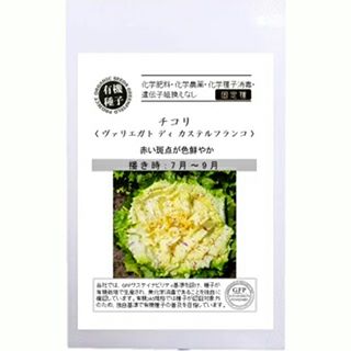チコリ（2点） チコリ 種 【 有機チコリ カステルフランコ 】 小袋 ( チコリの種