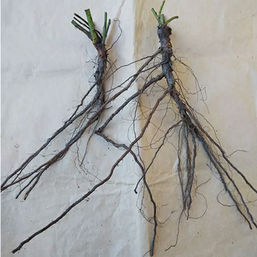 バラ切り接ぎ台木 【ロサムルティフロラ（ノイバラ）】 10本セット