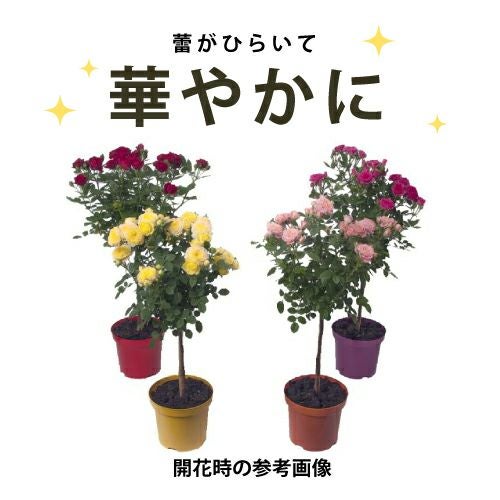 バラ苗 ギフト スタンダードローズ レッドロマンス（赤） | 農業屋.com