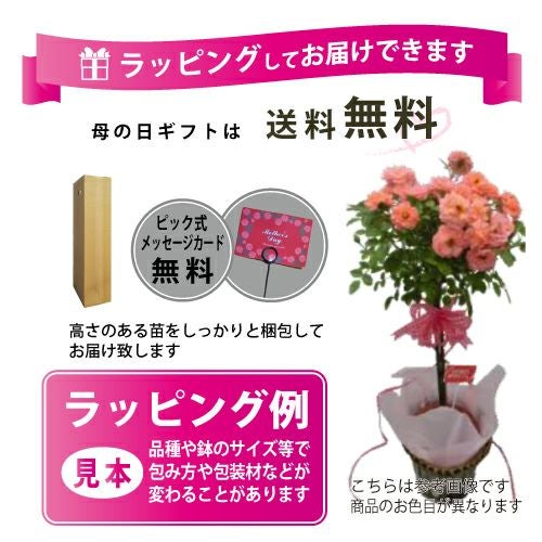 バラ苗 ギフト スタンダードローズ ラブイエロー（黄） | 農業屋.com