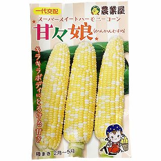 トウモロコシ 種 【 甘々娘（かんかんむすめ） 】 小袋 ( とうもろこし