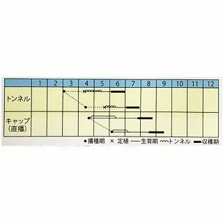 マクワ 種 【 まるごとマクワ 】 小袋