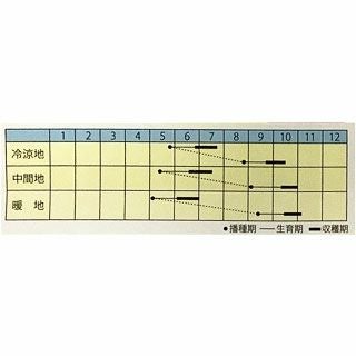 葉菜 種 【 フダンソウ　夏の風物詩 】 小袋