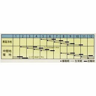 ダイコン 種 【 ミニ辛 】 小袋 ( 大根の種 )