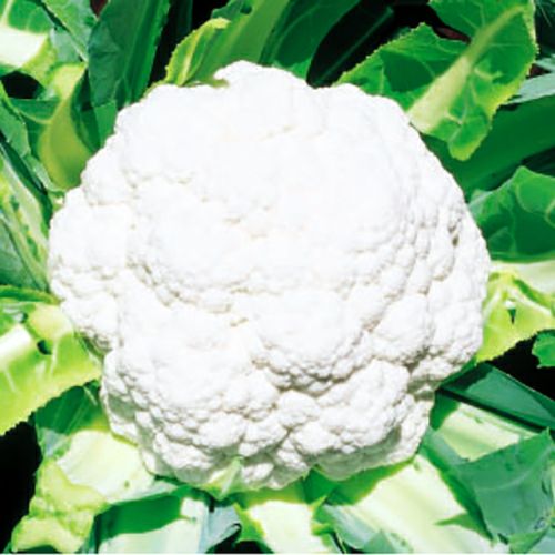 カリフラワー 種 【 NY－7 】 小袋 ( カリフラワーの種 ) | 農業屋.com