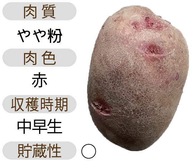じゃがいも 種芋 【 ドラゴンレッド 1kg 入り】（登録品種名 西海31号