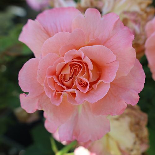 バラ苗 (予約販売) 【アウグスタルイーゼ】 2年大株苗 4号鉢