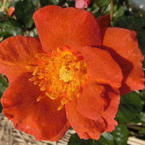 バラ苗 (予約販売) 【イーディスホールデン】 2年大株苗 4号鉢