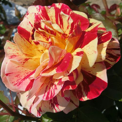 000000024249-01.jpg?size=l&w=