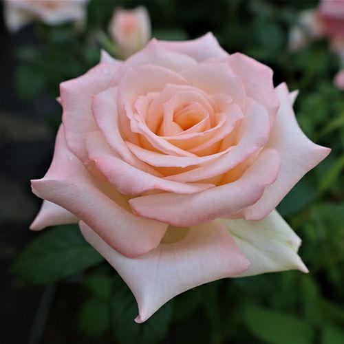 000000024254-01.jpg?size=l&w=