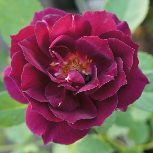 000000024260-01.jpg?size=l&w=