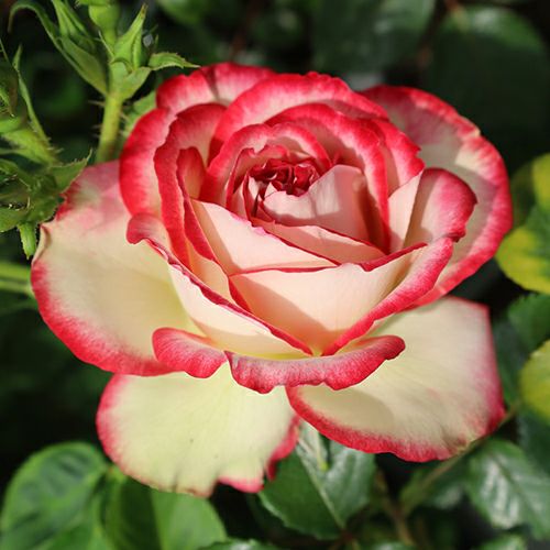 000000024262-01.jpg?size=l&w=