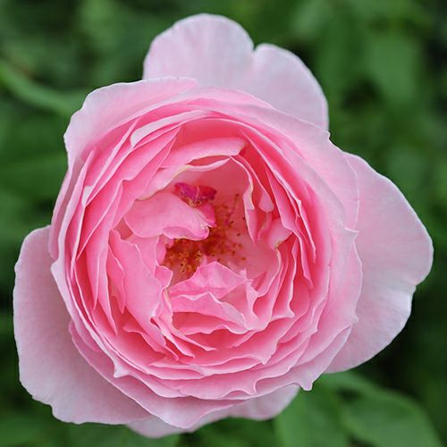 バラ苗 (予約販売) 【キスミーケイト】 2年大株苗 4号鉢