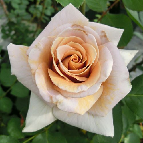 000000024273-01.jpg?size=l&w=