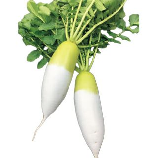 ダイコン 種 【 とろっ娘 】 1000粒 ( ダイコンの種 ) | 農業屋.com