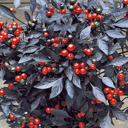 観賞用とうがらし 種 【 オニキスレッド 】 小袋 ( 観賞用とうがらしの