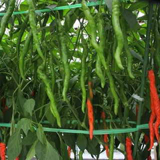 ブロッコリー 種 【 おはよう 】 ペレット5000粒 | 農業屋.com