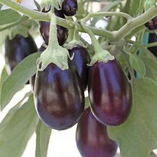 なす | 農業屋.com