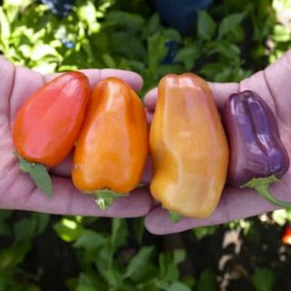 パプリカ | 農業屋.com