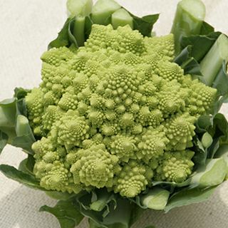 ブロッコリー 種 【 おはよう 】 2000粒 | 農業屋.com