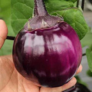 なす | 農業屋.com