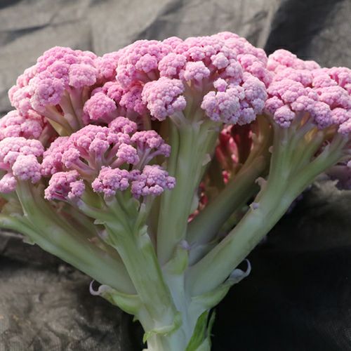 丸疣カリフラワー　実生接 000000024519-01.jpg?size=l&w=