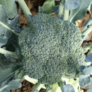 ブロッコリー | 農業屋.com