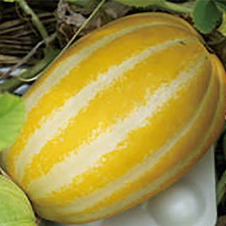 まくわ | 農業屋.com