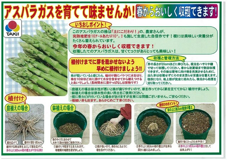 アスパラガス 素掘り株 苗 スーパージャンボ 2Lサイズ