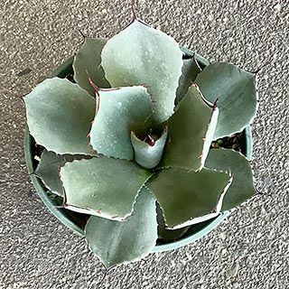 多肉植物 アガベ パリー トランカータ 15cmポット | 農業屋.com