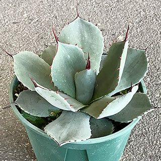多肉植物 アガベ パリー トランカータ 15cmポット | 農業屋.com
