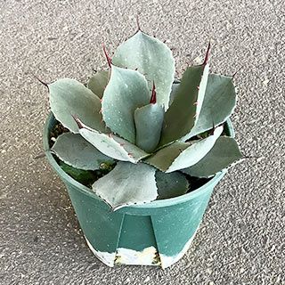 多肉植物 アガベ パリー トランカータ 15cmポット | 農業屋.com