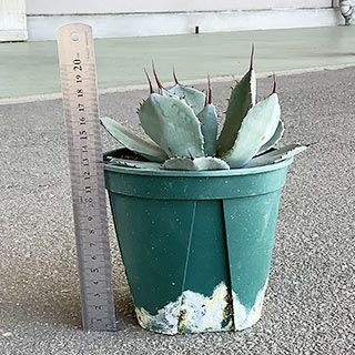 多肉植物 アガベ パリー トランカータ 15cmポット | 農業屋.com