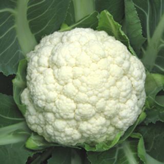 カリフラワー 種 【 ホワイトベル 】 ペレット5千粒 ( カリフラワーの