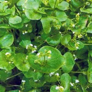 葉菜類 種 【 クレイトニア 】 小袋 ( 葉菜類の種 ) | 農業屋.com