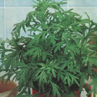 ハーブ 種 【 ワームウッド2 】 小袋 ( ハーブの種 ) | 農業屋.com