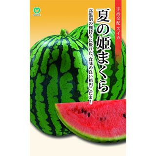 スイカ 種 【 夏の姫まくら 】 小袋 ( スイカの種 )