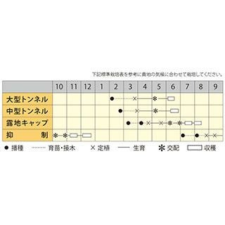 スイカ 種 【 夏の姫まくら 】 小袋 ( スイカの種 )