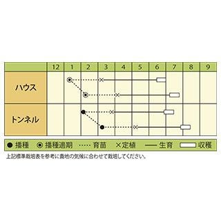 スイカ 種 【 ほお晴れプレミアム 】 100粒 ( スイカの種 ) （シードレス）